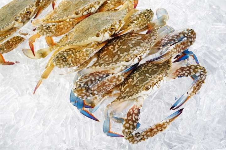 How long can you keep crabs on ice before cooking
